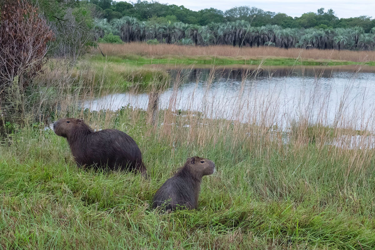 Parque nacional Mburucuyá carpincho laguna
