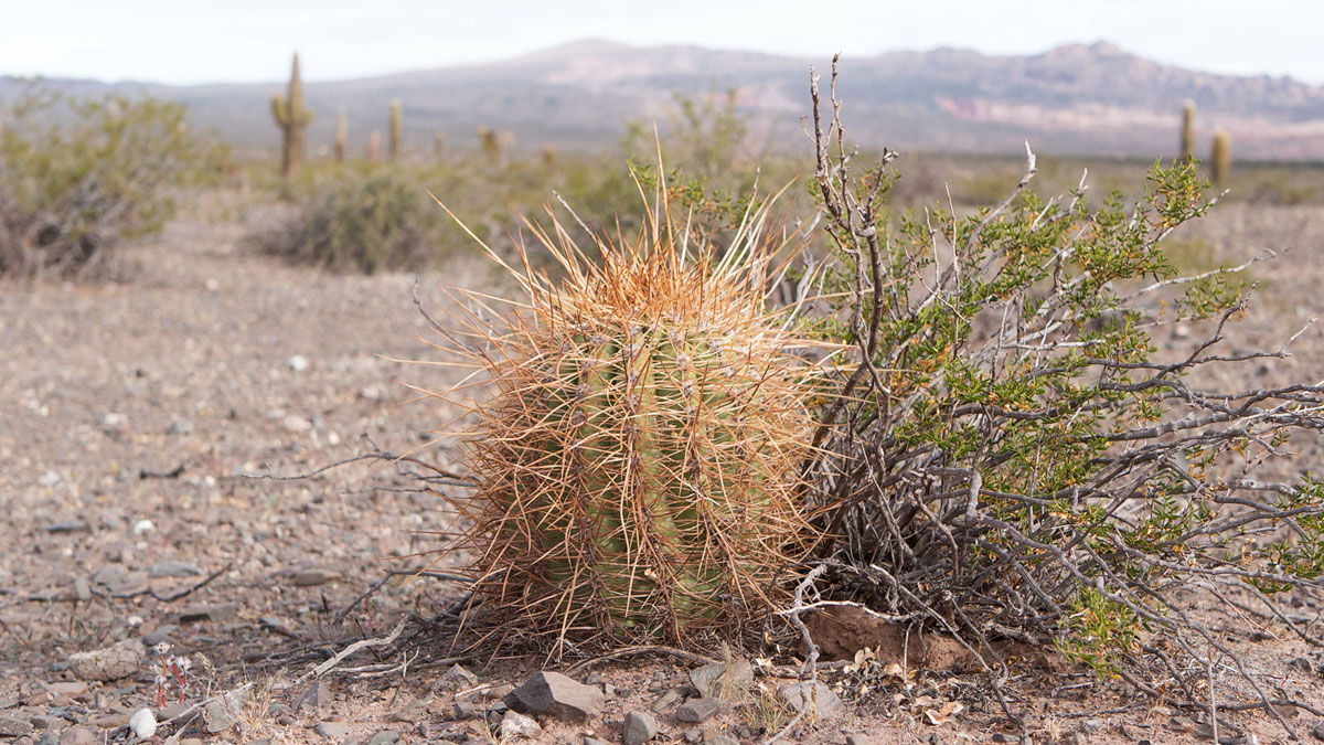 Parc National Los Cardones bébé cactus