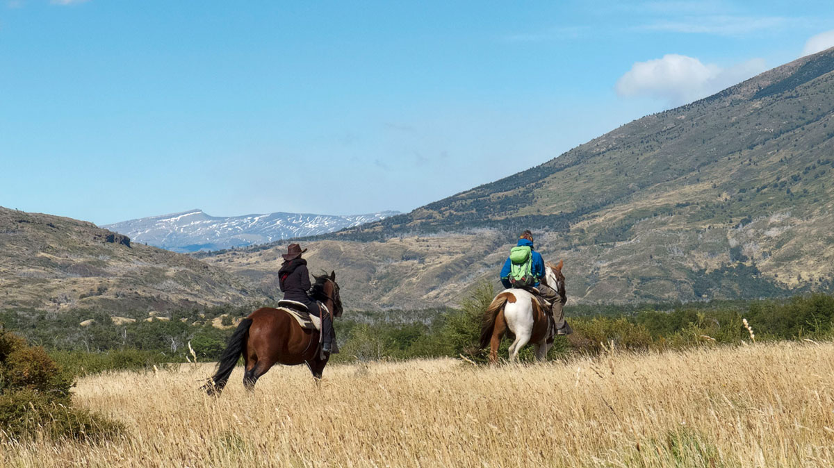 Torres del Paine steppes chevaux