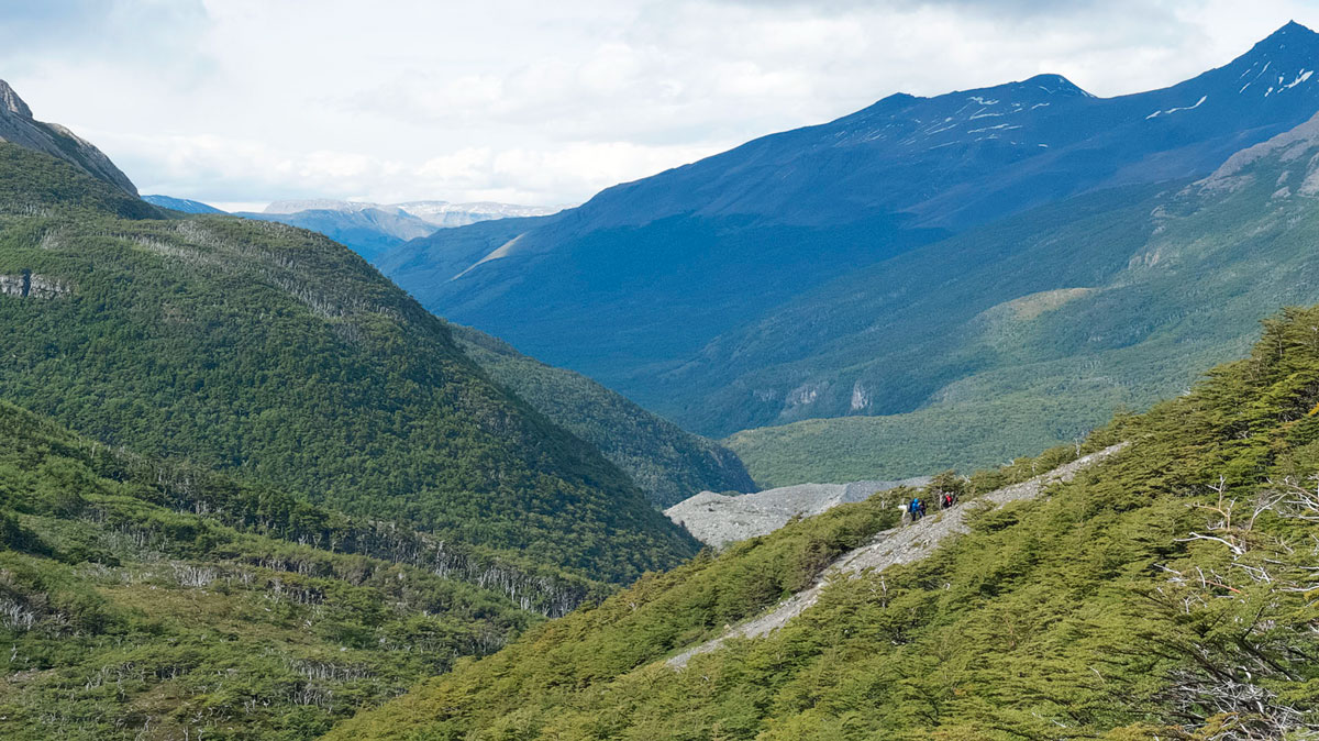 Torres del Paine foret