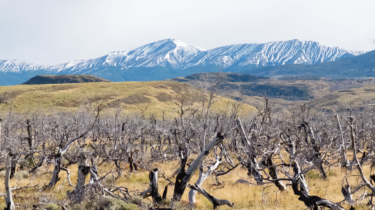 Torres del Paine steppes