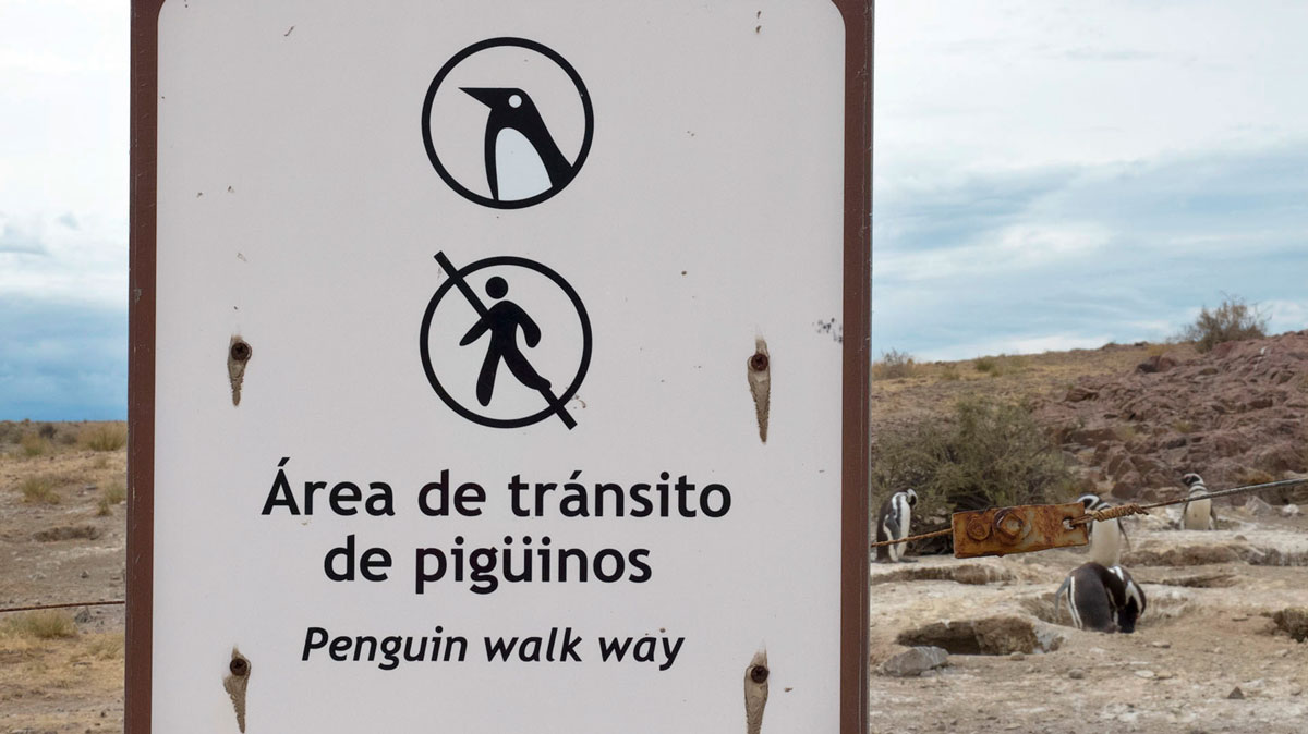 Argentine Patagonie Cabo Dos Bahias Colonie Pingouins Manchot de Magellan aire réservée