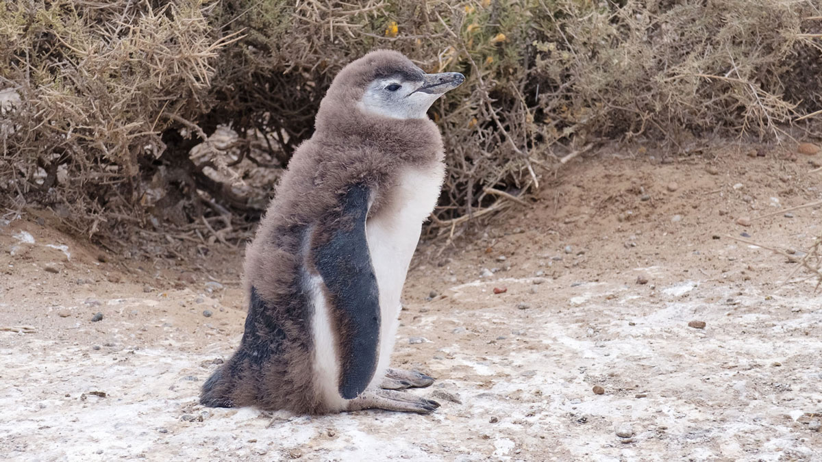 Argentine Patagonie Cabo Dos Bahias Colonie Pingouins Manchot de Magellan portrait bébé