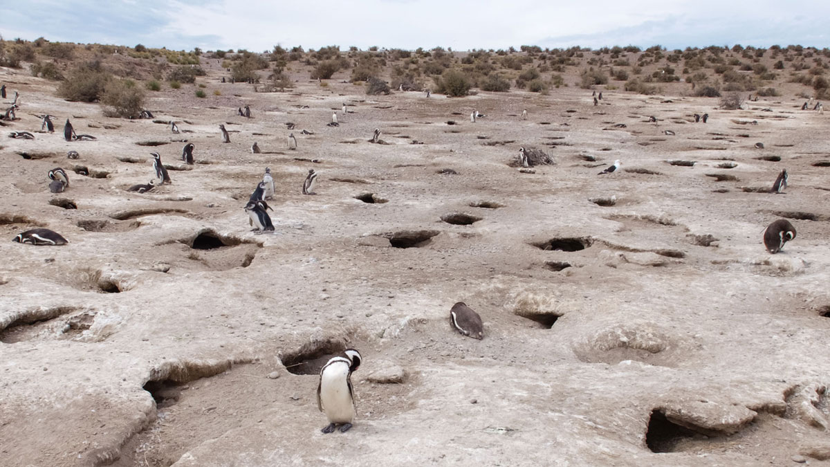 Argentine Patagonie Cabo Dos Bahias Colonie Pingouins Manchot de Magellan