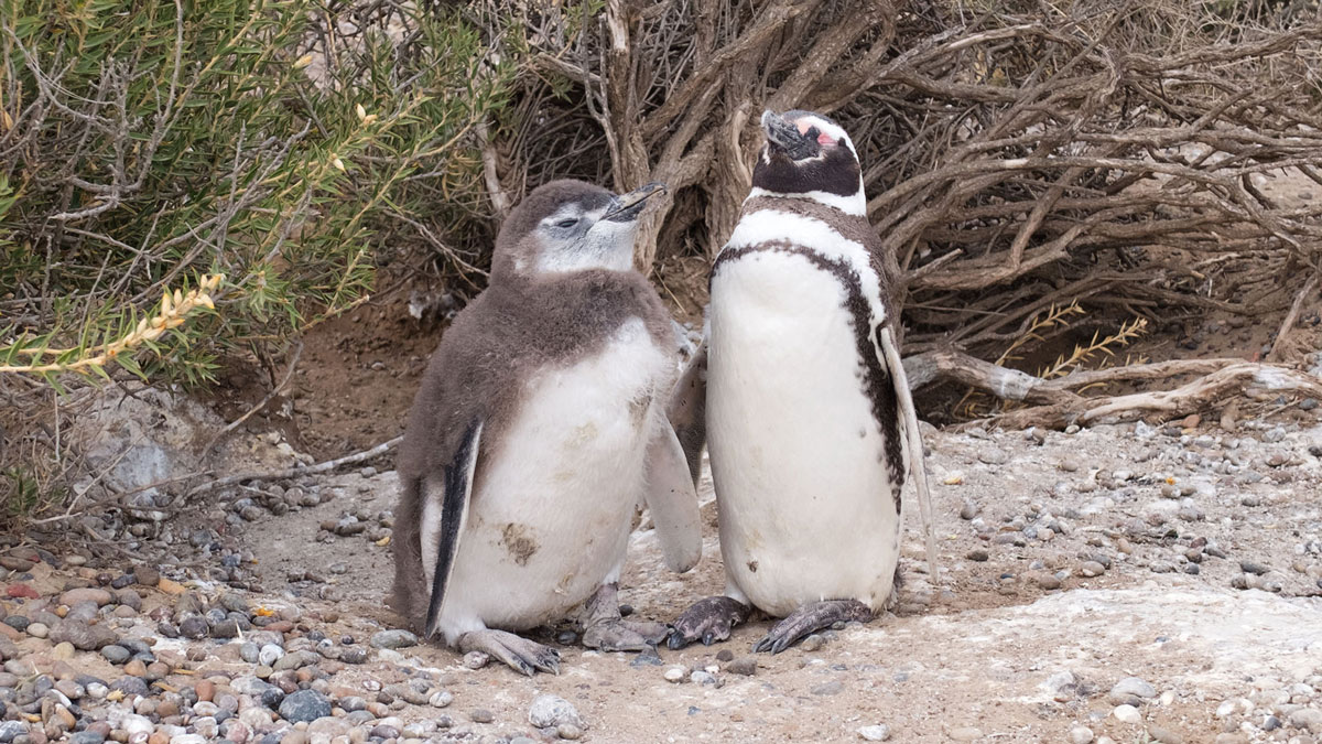 Argentine Patagonie Cabo Dos Bahias Colonie Pingouins Manchot de Magellan Père et fils 