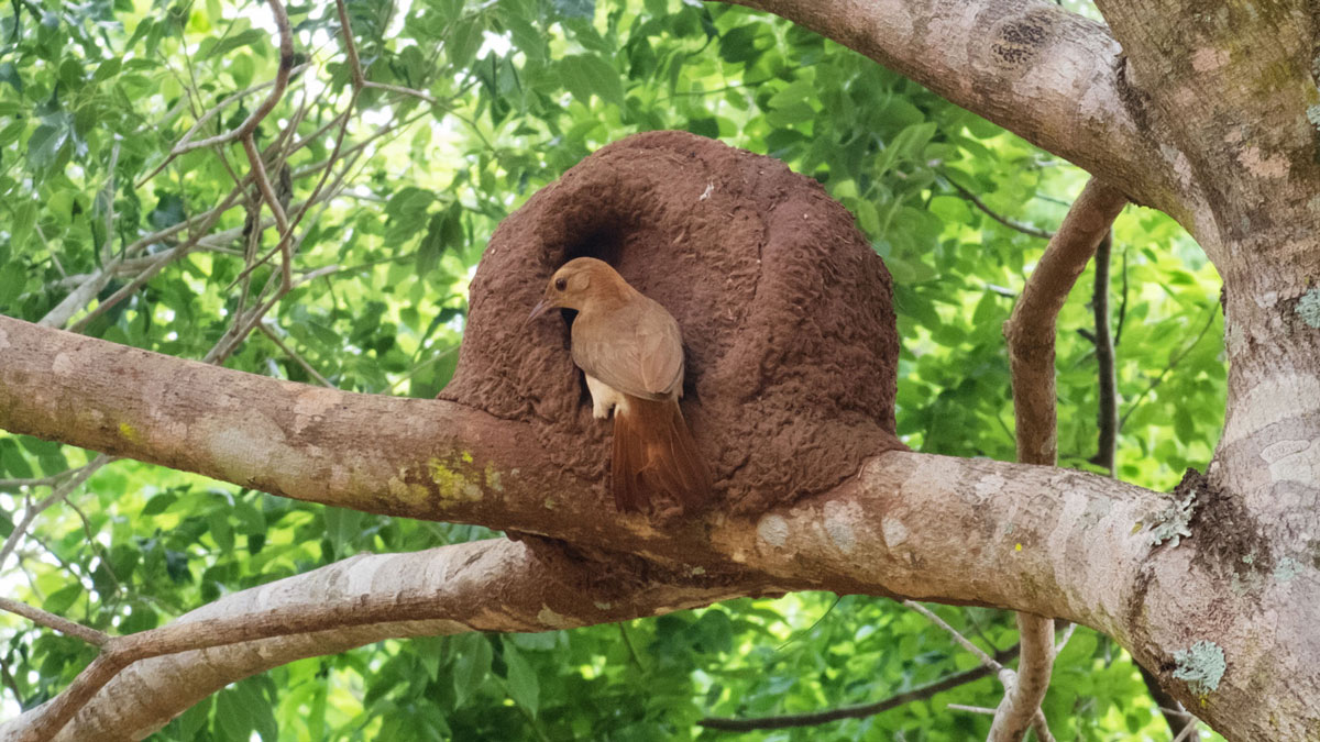 Paraguay Amambay oiseau nid hornero