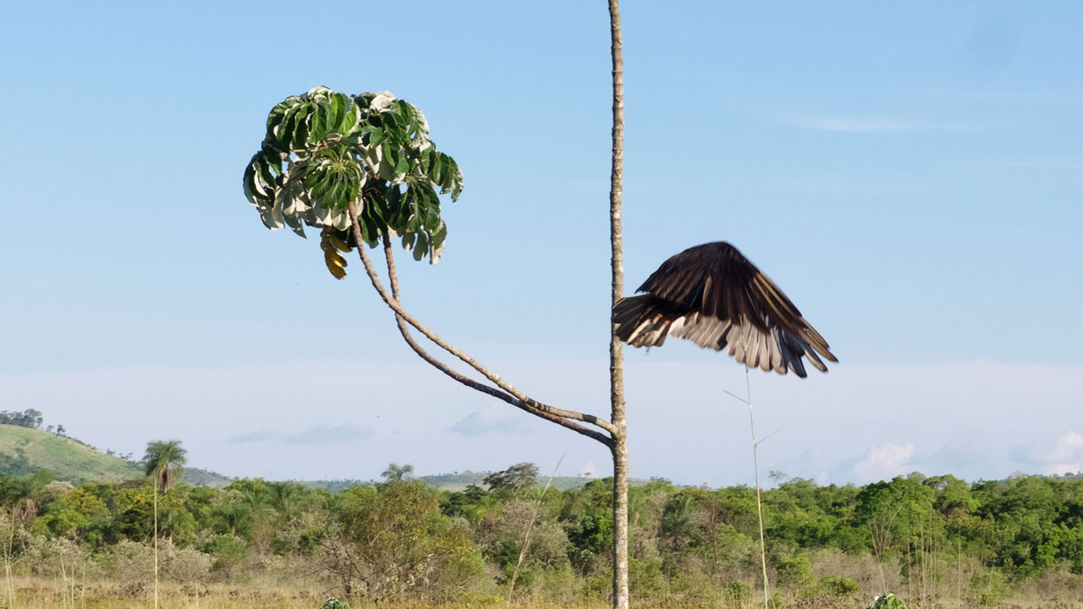 Paraguay Amambay oiseau urubu à tête jaune