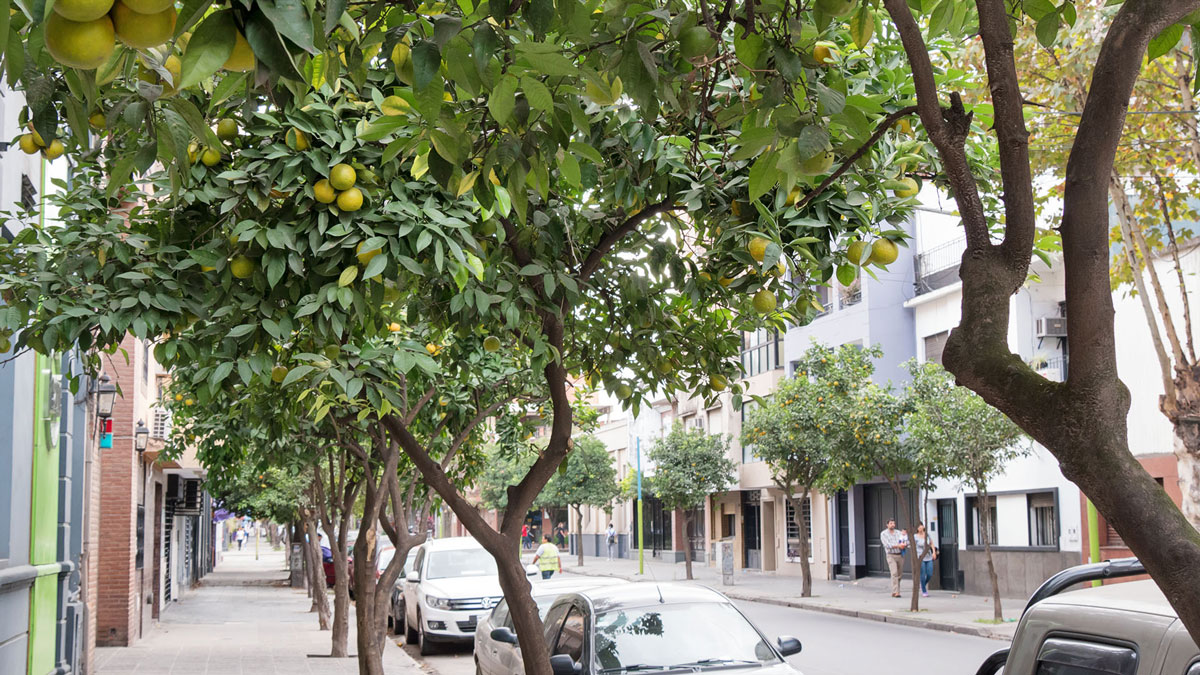 Argentine Tucuman Street Photography rues bigaradiers orangers